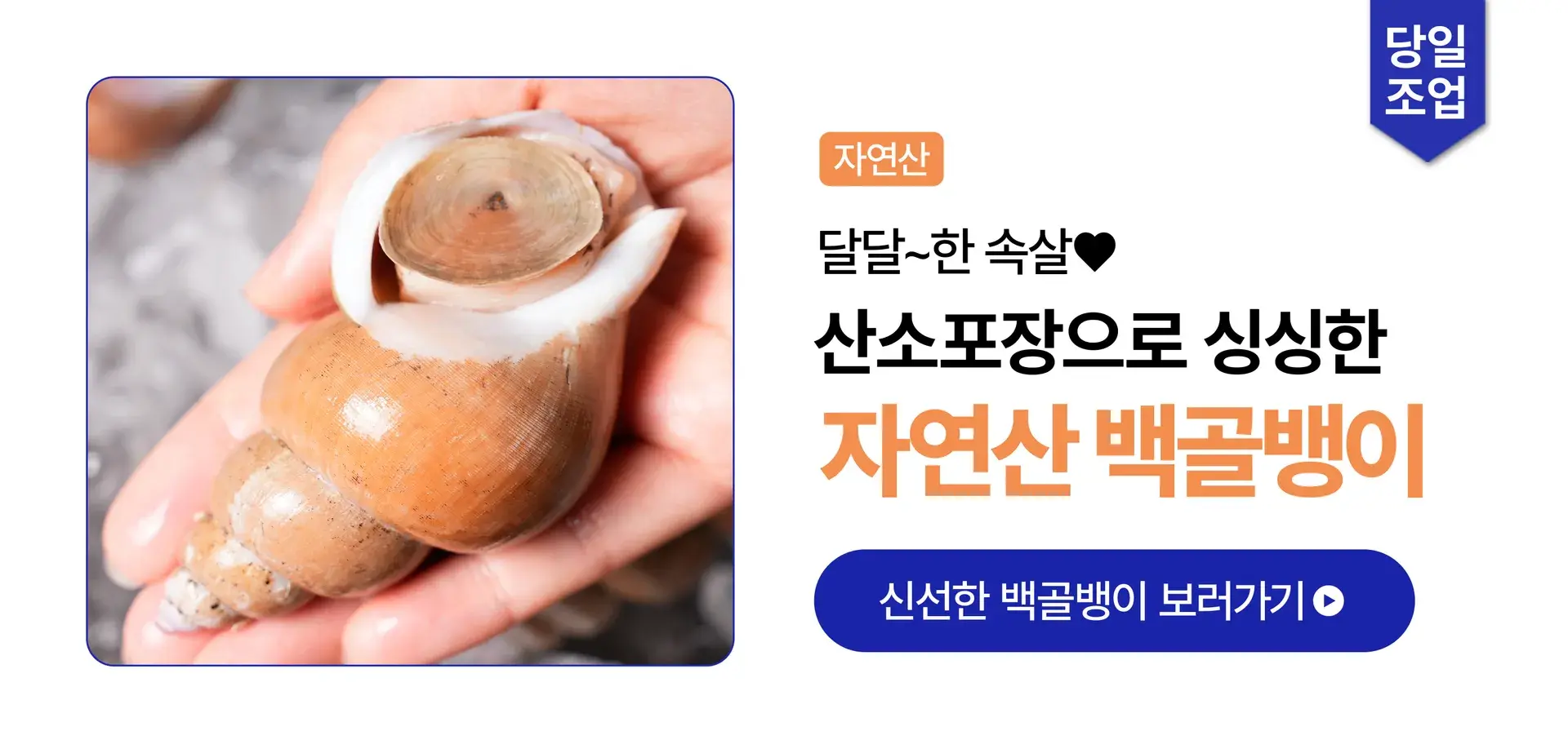 당일조업 100% 자연산 백골뱅이🐚