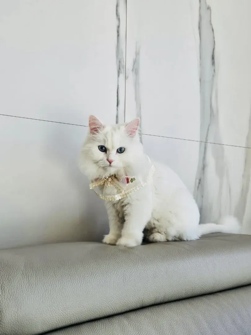 밍밍이 인스타그램