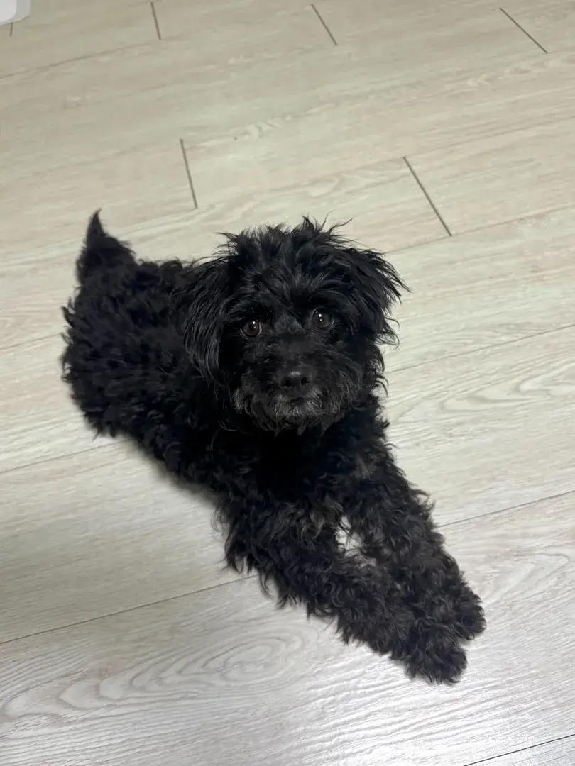 ▫️입양가능▫️
버들 3살 추정 남아 3.6kg