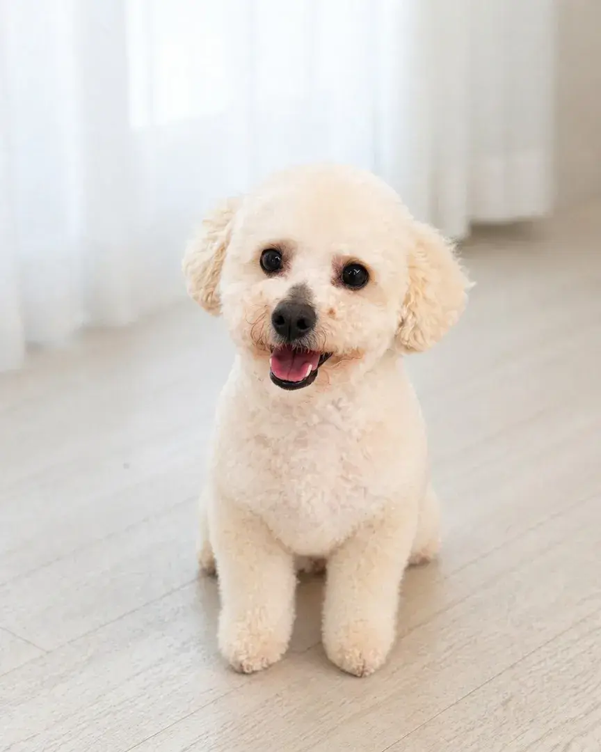 ▫️임보/입양가능▫️
오뜨 3살 추정 남아 4.2kg