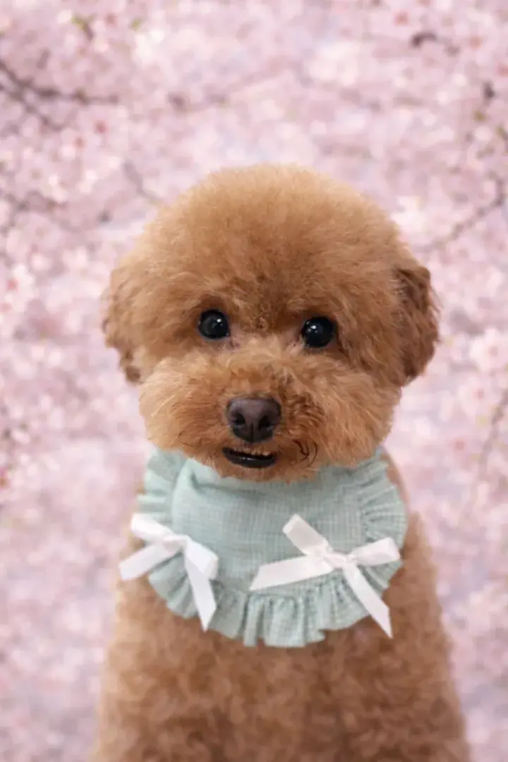 ▫️임보/입양가능▫️
당근 4살 추정 남아 5.2kg