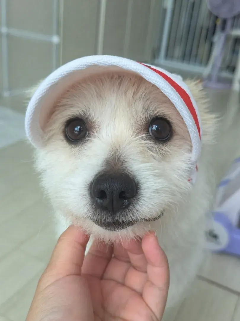 ▫️입양가능▫️
하니 2살 추정 여아 7k