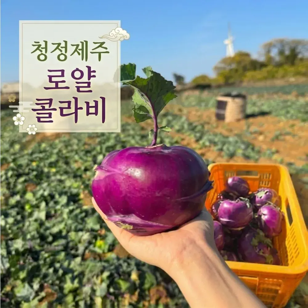 [산지직송] 청정제주 고당도 정품 아삭 콜라비