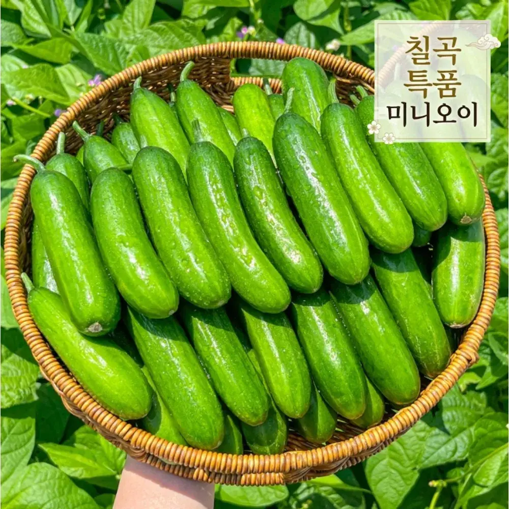 [산지직송] 칠곡 특품아삭 미니오이 꼬마오이