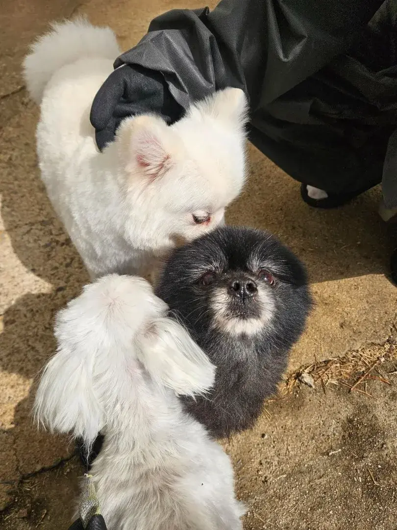 화보 그 자체🐶