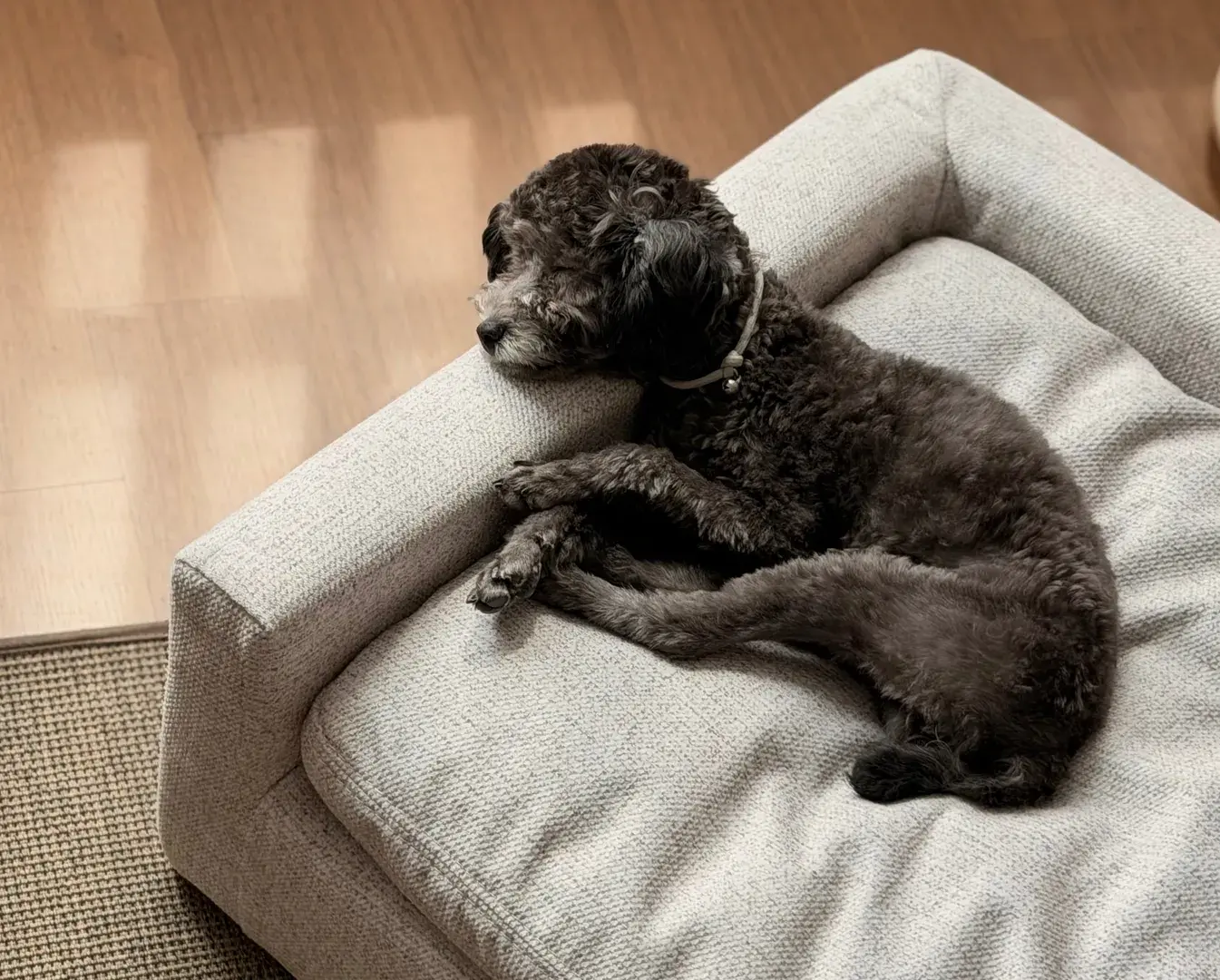 PET