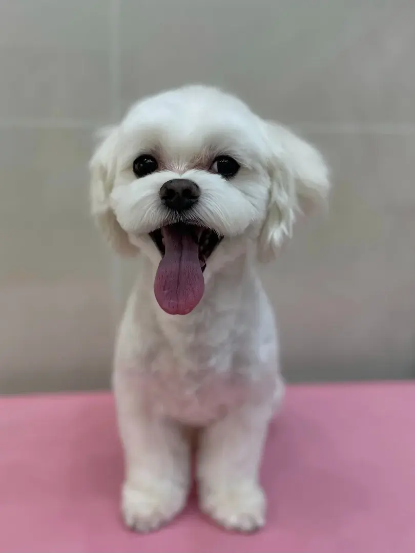 ▫️입양가능▫️
리오 3살추정 남아 4.5kg