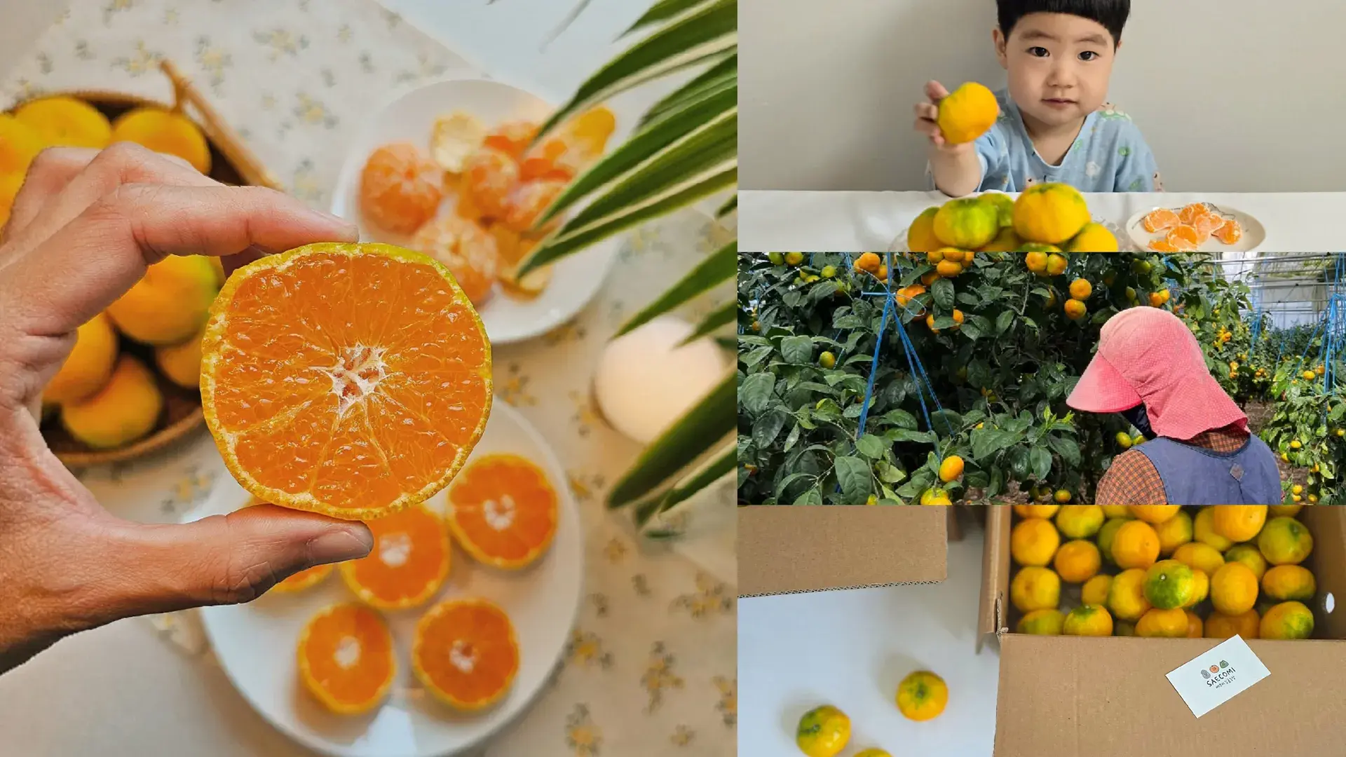 새콤~달콤~1년 기다린 새코미감귤🍊최저가~9/9마감